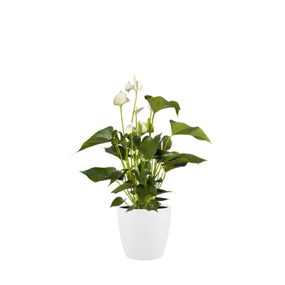 Brussels Round Plant Pot 30cm