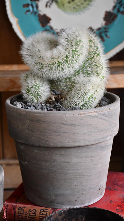 Hildewintera aureispina f. cristata