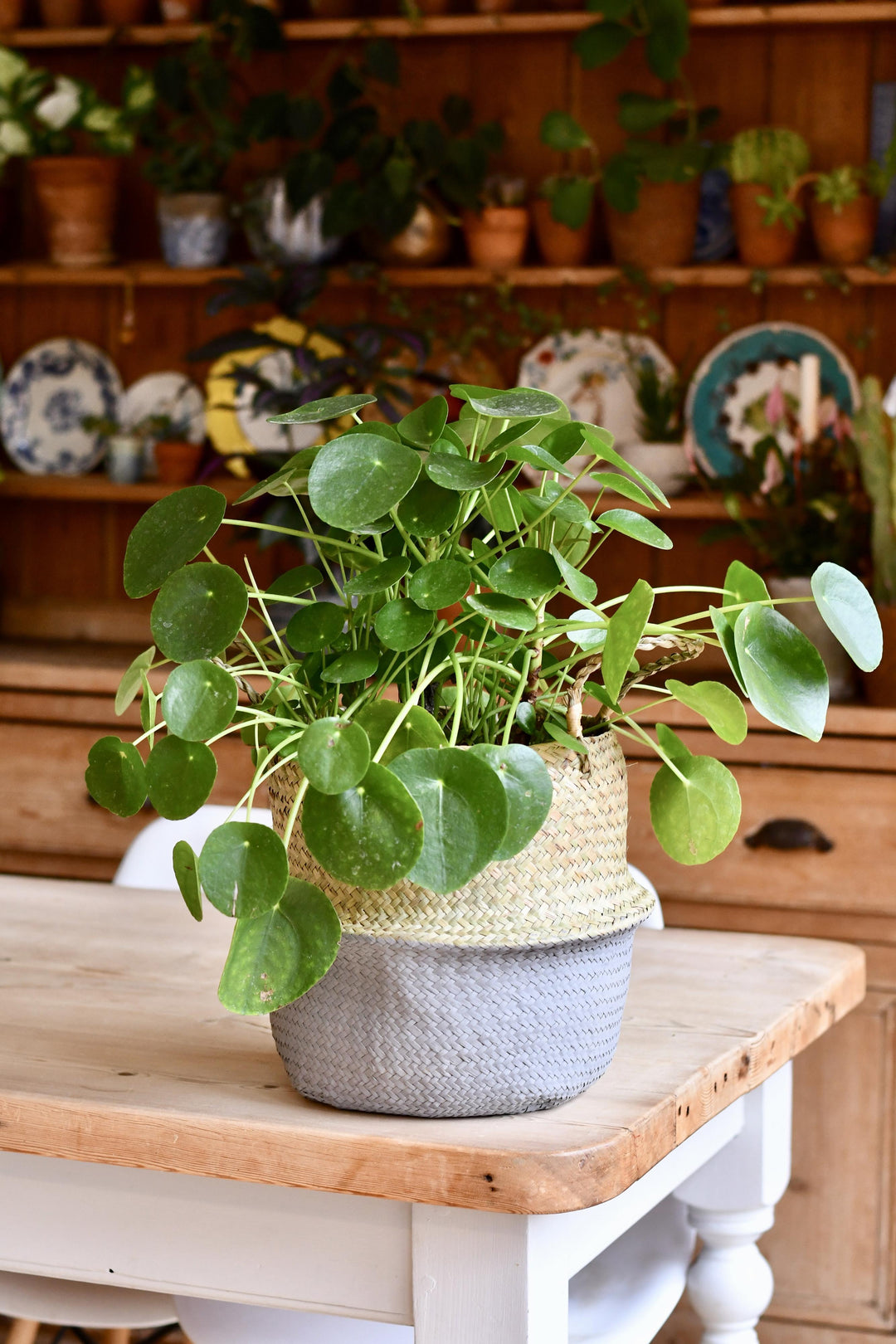 money plant uk Pilea Peperomioides | Extra Large | Plants Delivered
