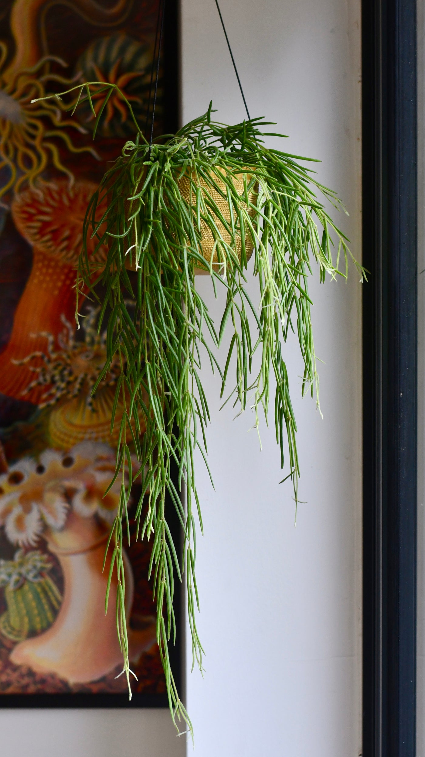 Hoya Linearis, Wax Plant