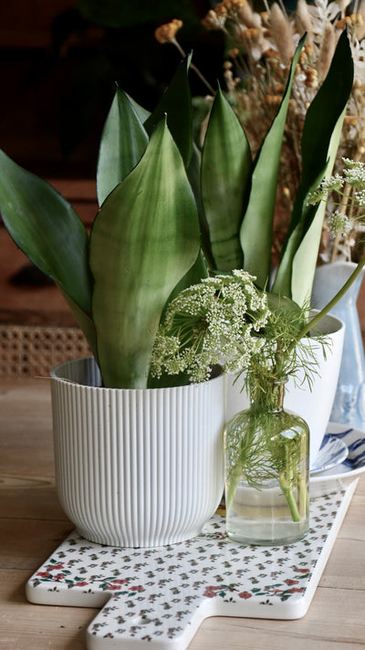 Sansevieria Trifasciata 'Moonshine’ | Mother-in-Law's Tongue
