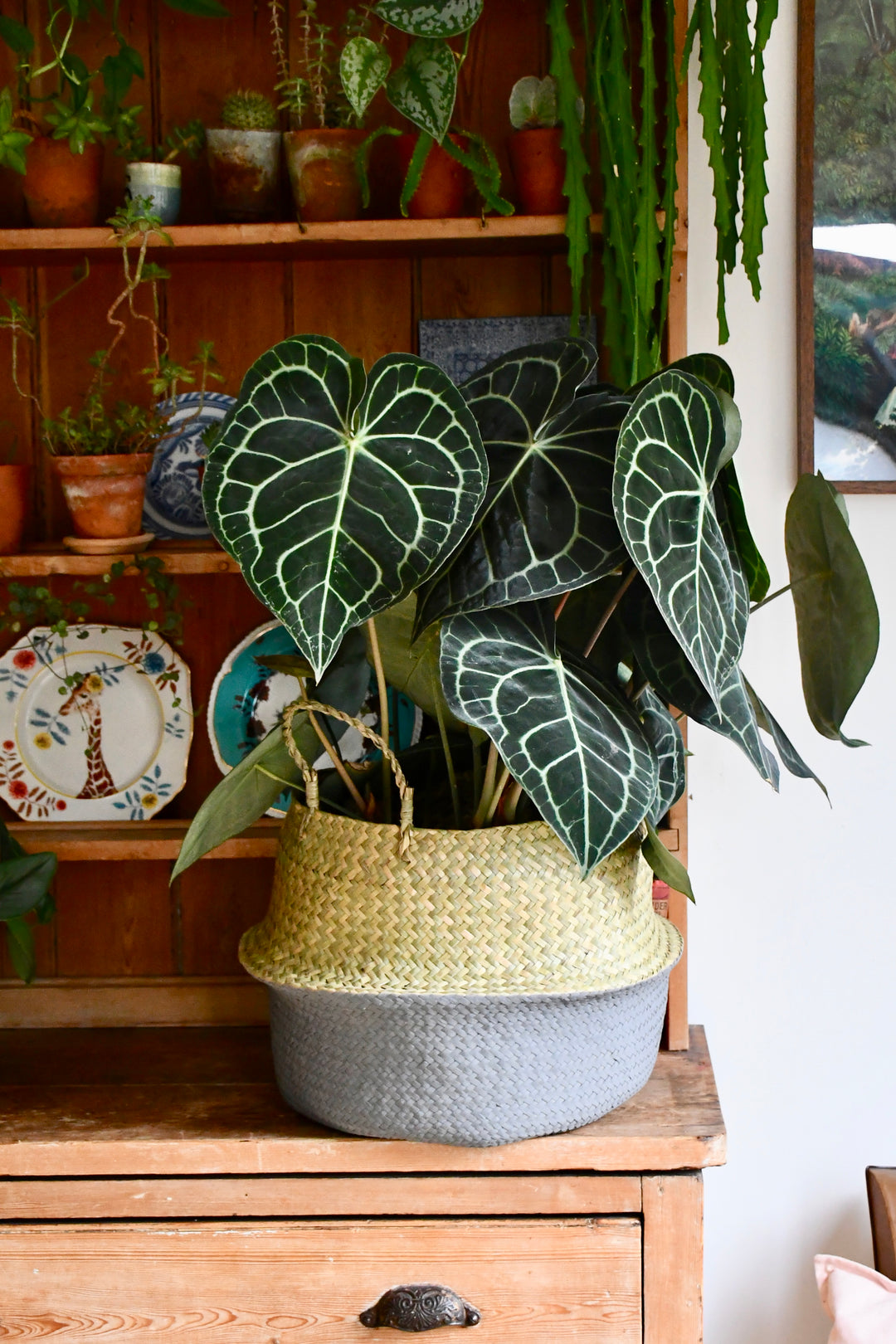 anthurium clarinervium uk buy Large Anthurium Clarinervium – Happy Houseplants