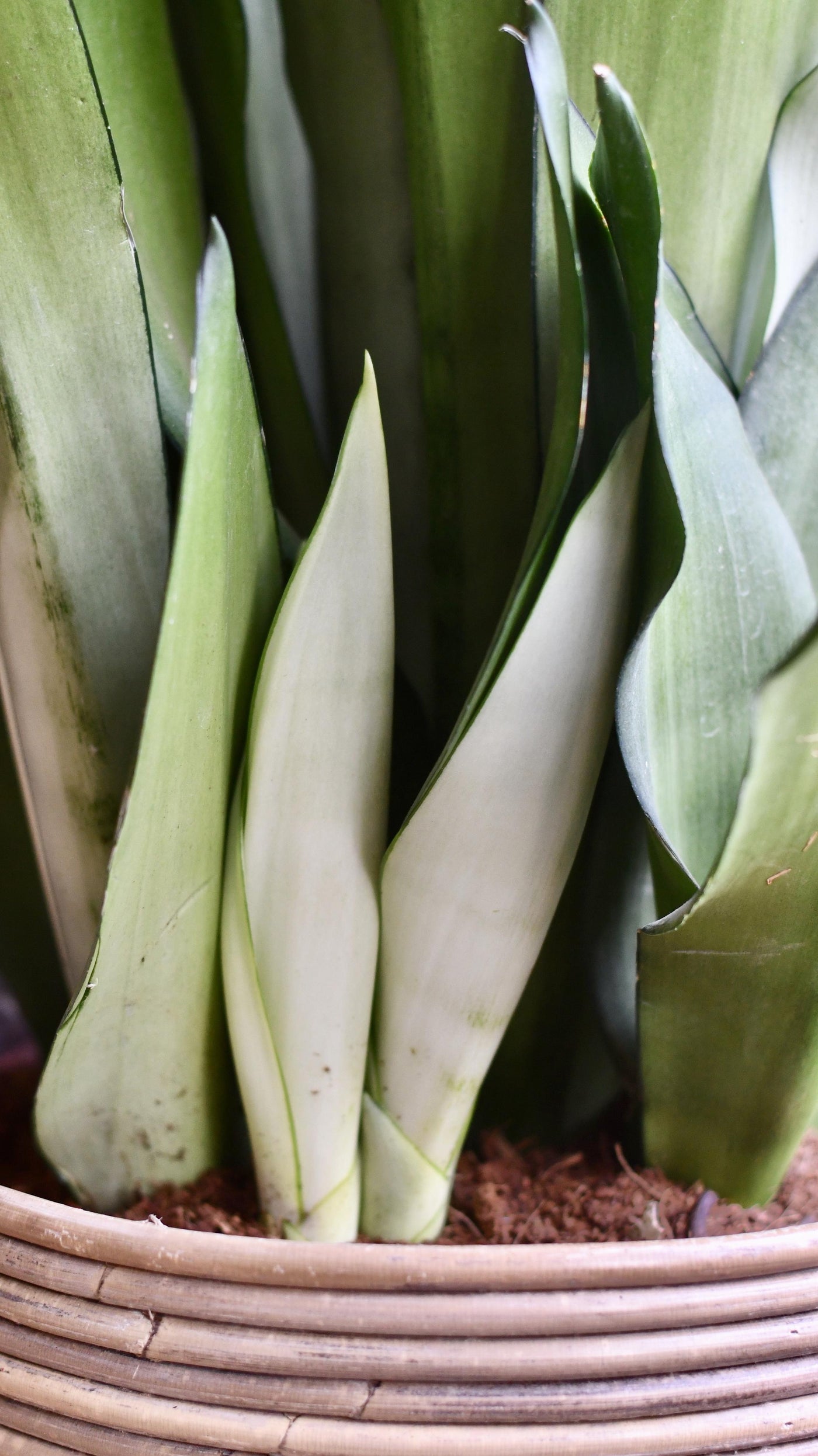 Sansevieria Trifasciata 'Moonshine' *Rare*