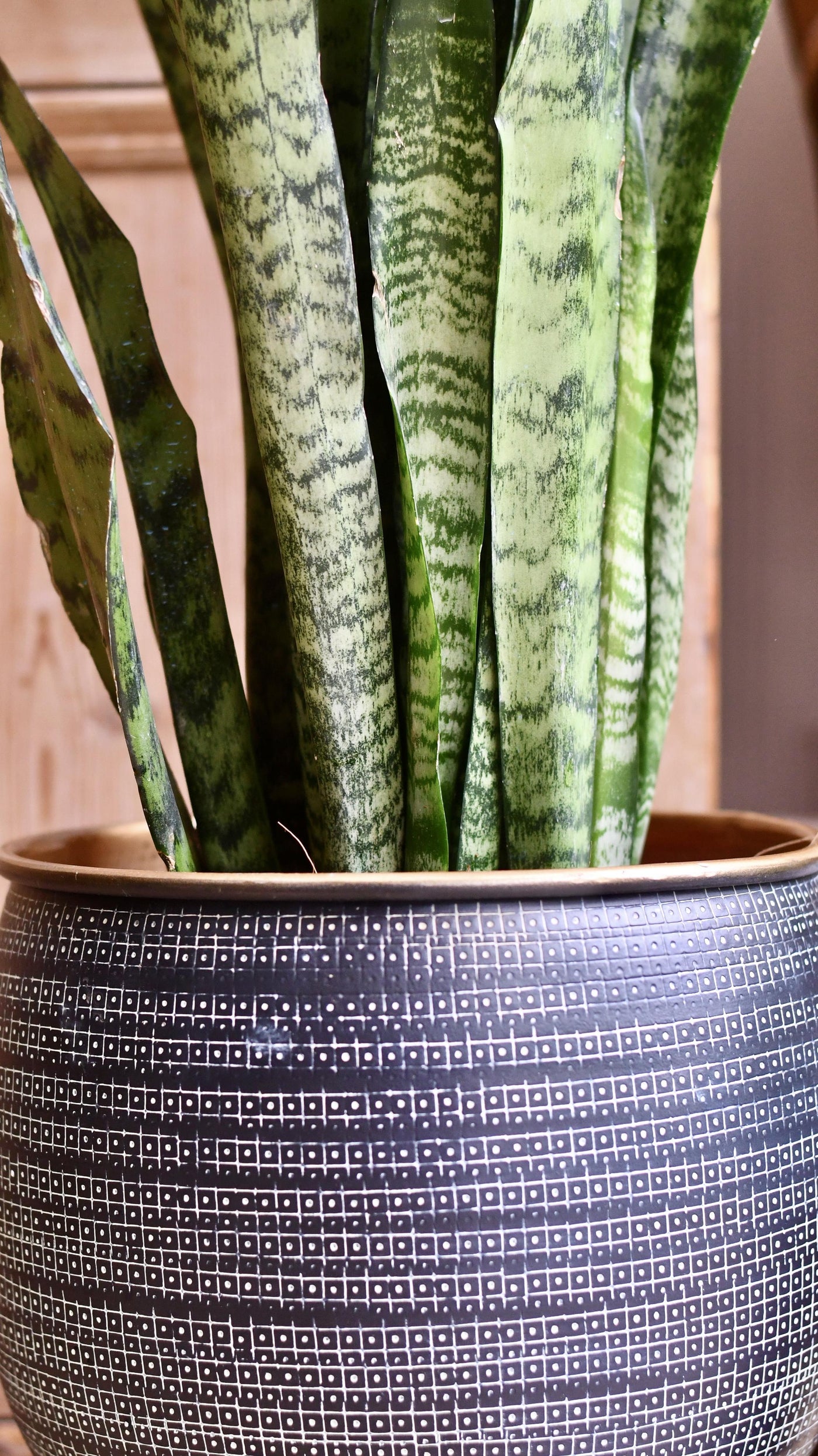 Sansevieria Trifasciata Zeylanica and Black Etched Planter