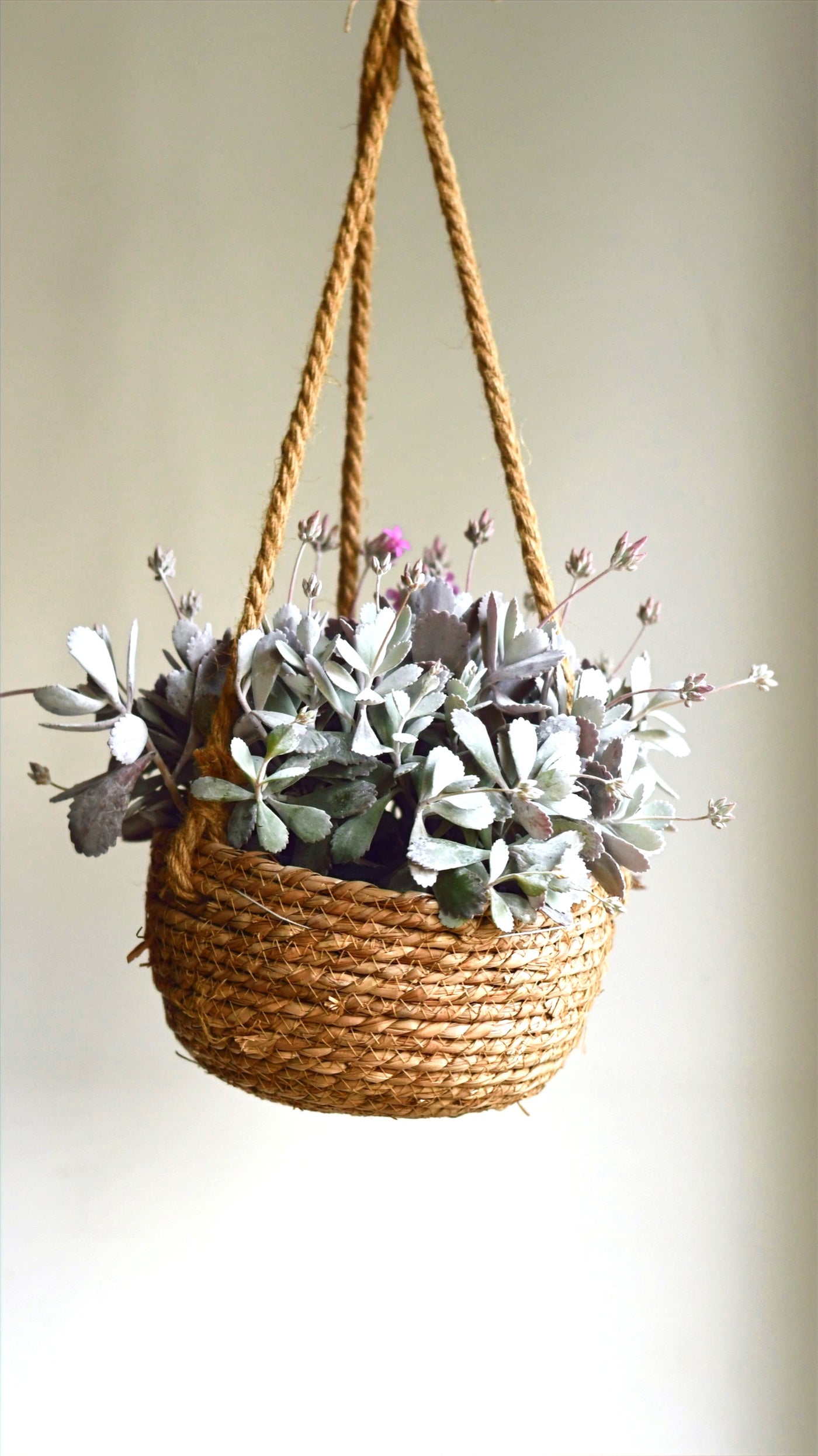 Kalanchoe pumila (Flower Dust Plant)