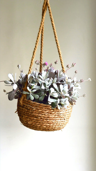 Kalanchoe pumila (Flower Dust Plant)