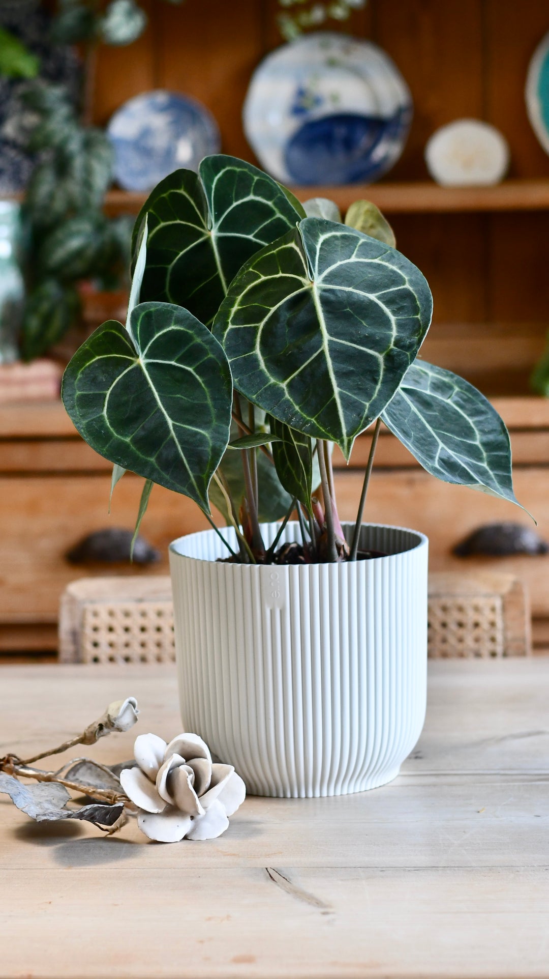 Large Anthurium Clarinervium | Rare Indoor Plants | Happy Houseplants   Happy Houseplants