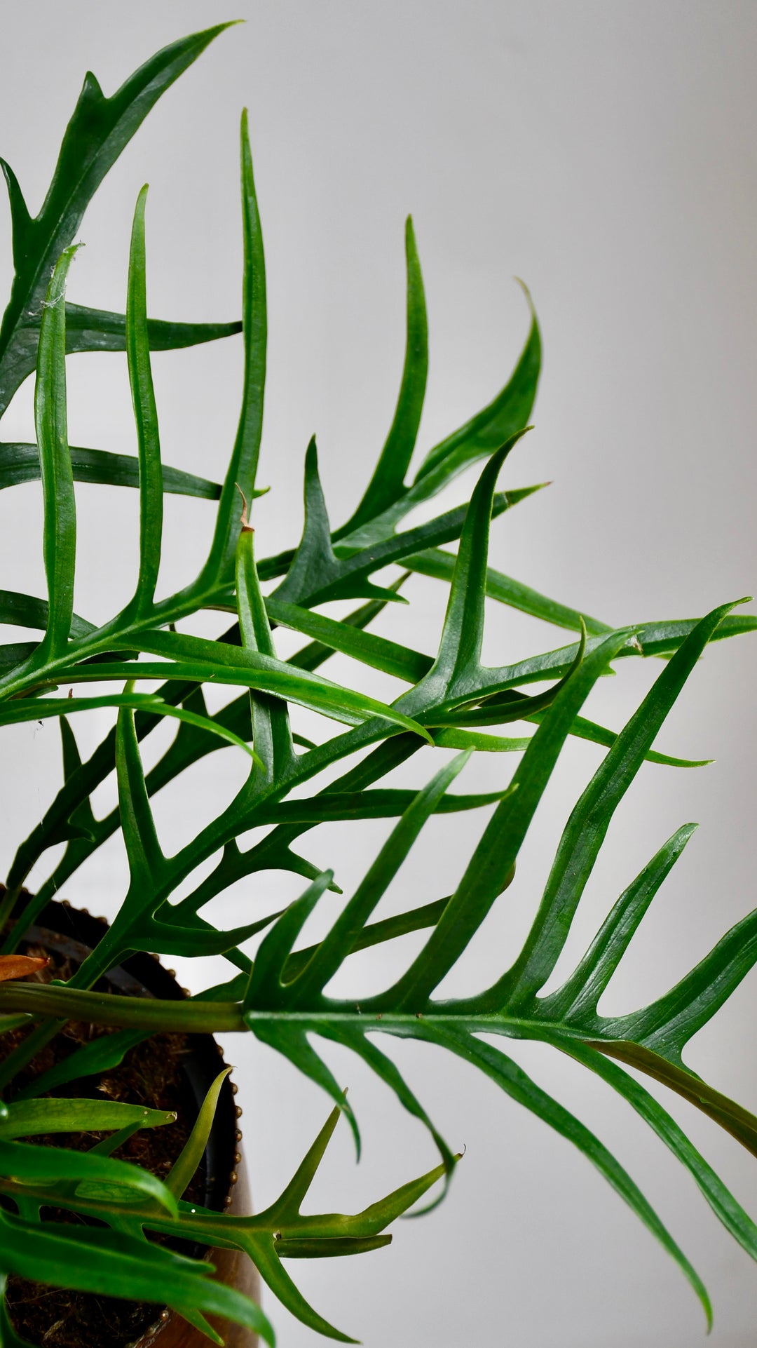 philodendron tortum uk Philodendron Tortum | Rare Plants