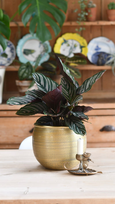 Calathea Sanderiana - Pinstripe - Prayer Plant