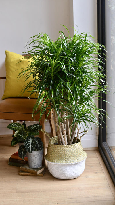 Dracaena Anita Tree