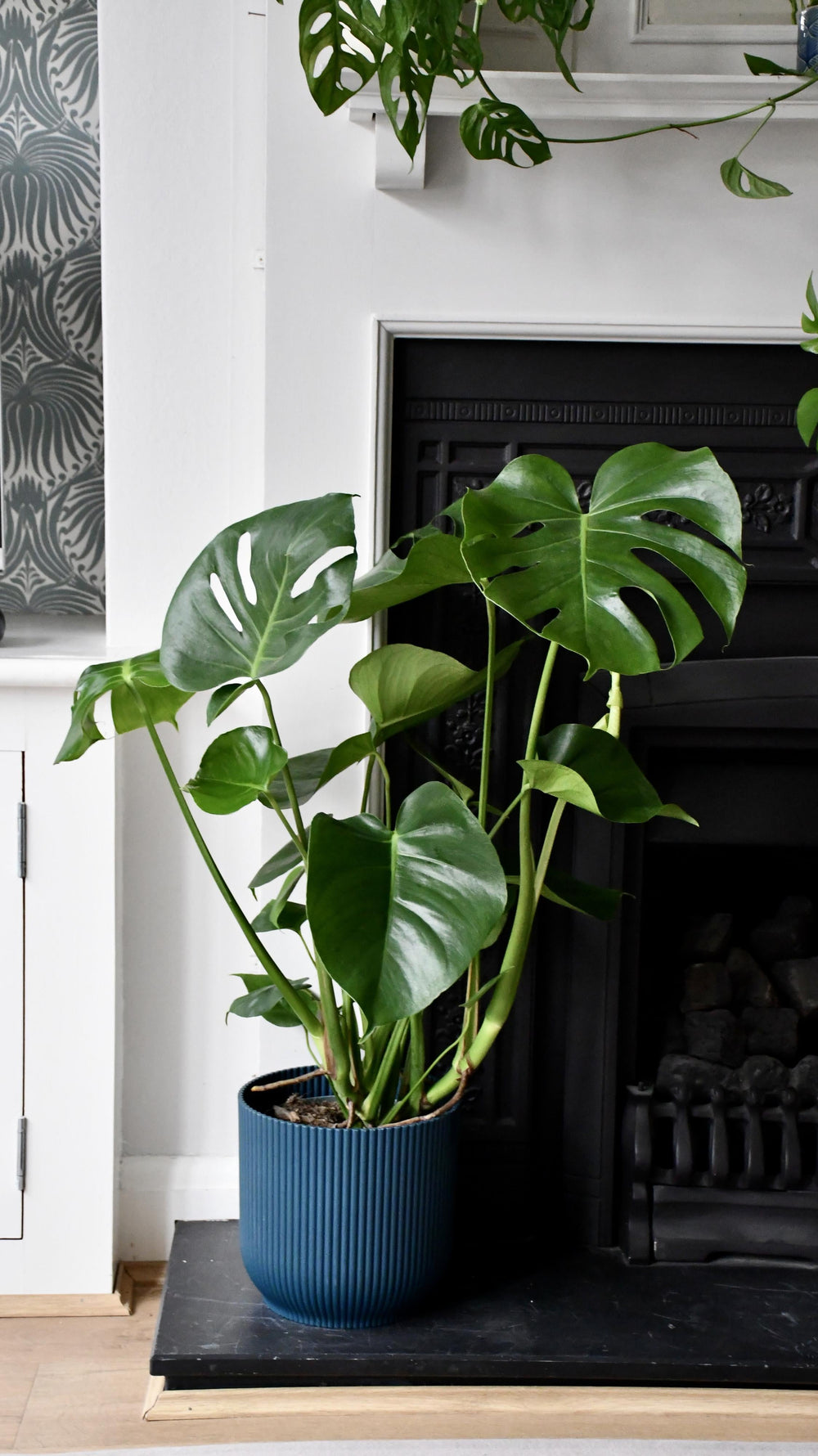 Large Leafed Houseplants  Happy Houseplants