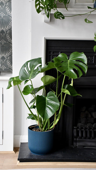 Monstera Deliciosa - Swiss Cheese Plant