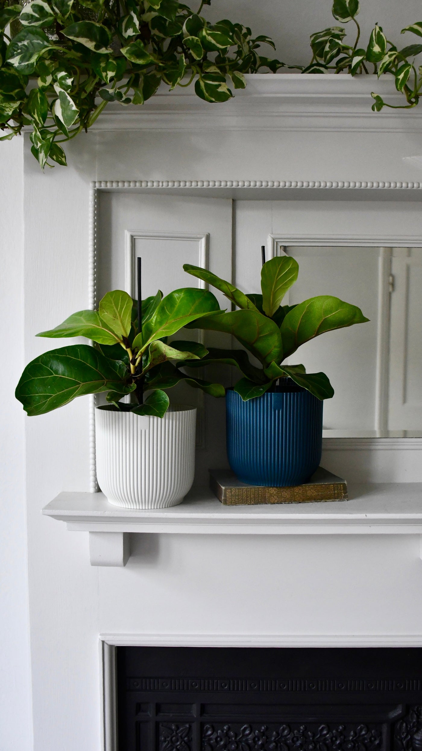 Baby Ficus Lyrata (Fiddle Fig tree)