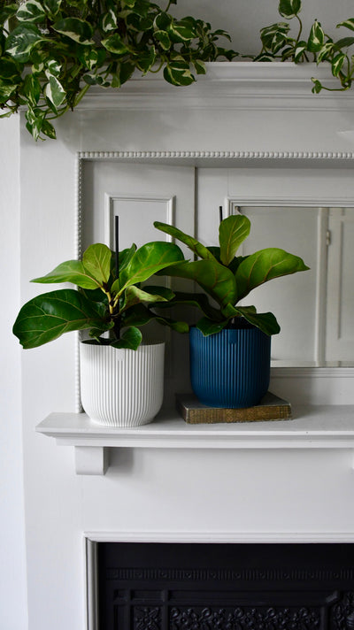 Baby Ficus Lyrata & Vibes Pot