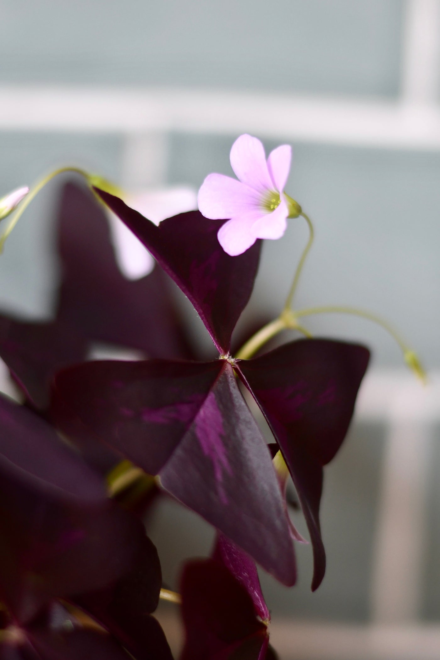 Oxalis Triangularis (Purple Shamrock, False Shamrock)