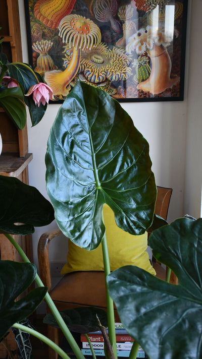 Alocasia Wentii