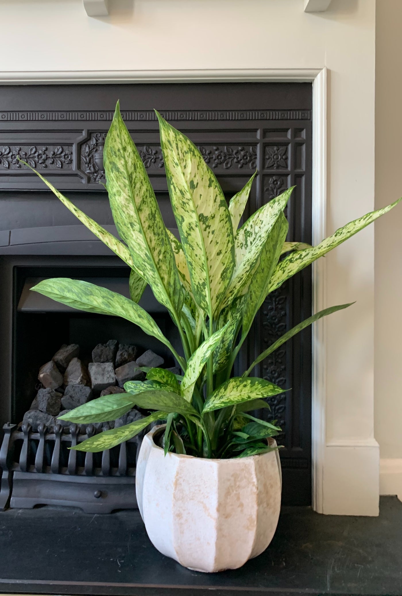 dieffenbachia vesuvius care Dieffenbachia Vesuvius | Dumb Cane