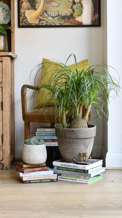 Nolina Recurvata - Ponytail Palm