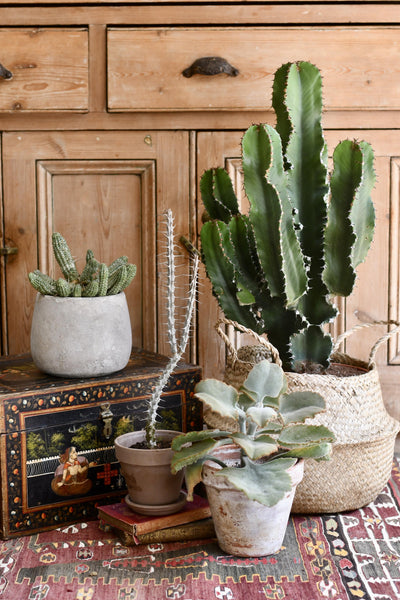 Euphorbia Ingens 90cm, 21cm pot