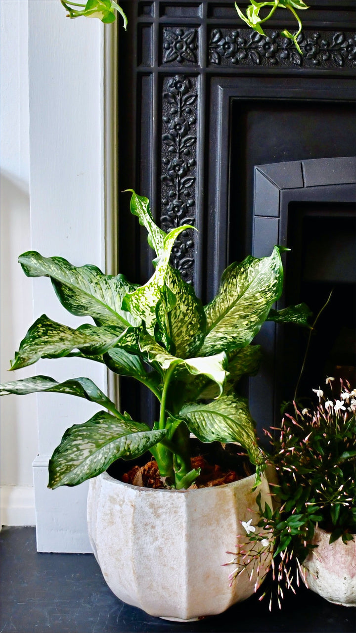 dieffenbachia maculata cats Dieffenbachia Maculata Tiki