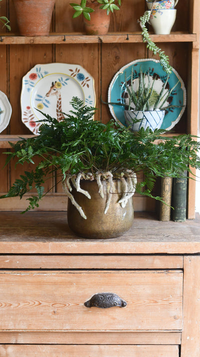 White Rabbit's Foot Fern or Humata Tyermannii