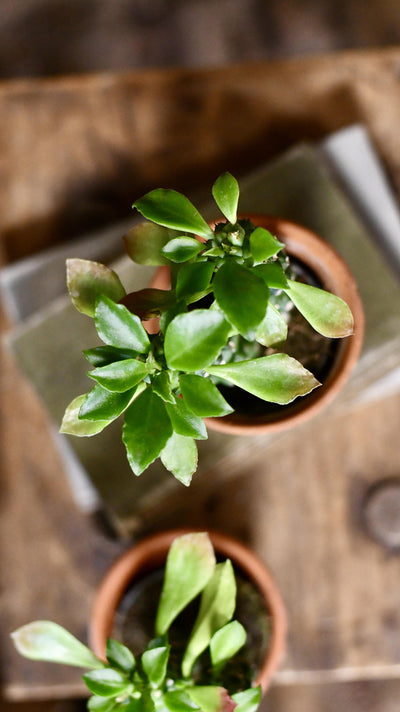 Euphorbia Neorubella | Monadenium Guentheri Baby Cactus