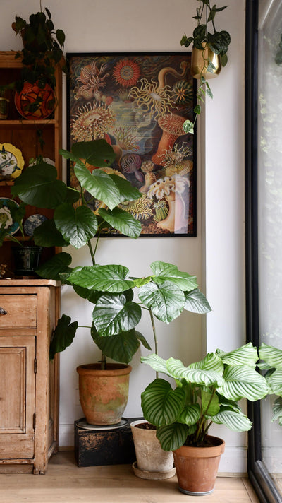 Calathea Orbifolia, Prayer plant