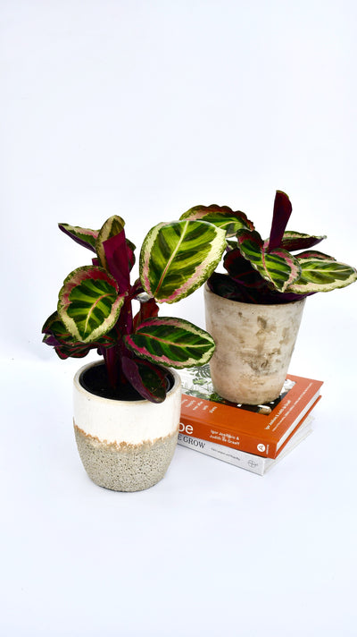 Calathea Roseopicta Angela - Prayer Plant