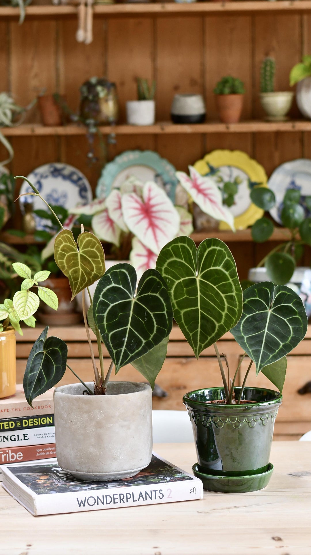 anthurium clarinervium flowering Anthurium Clarinervium | Giant Laceleaf Indoor Plant