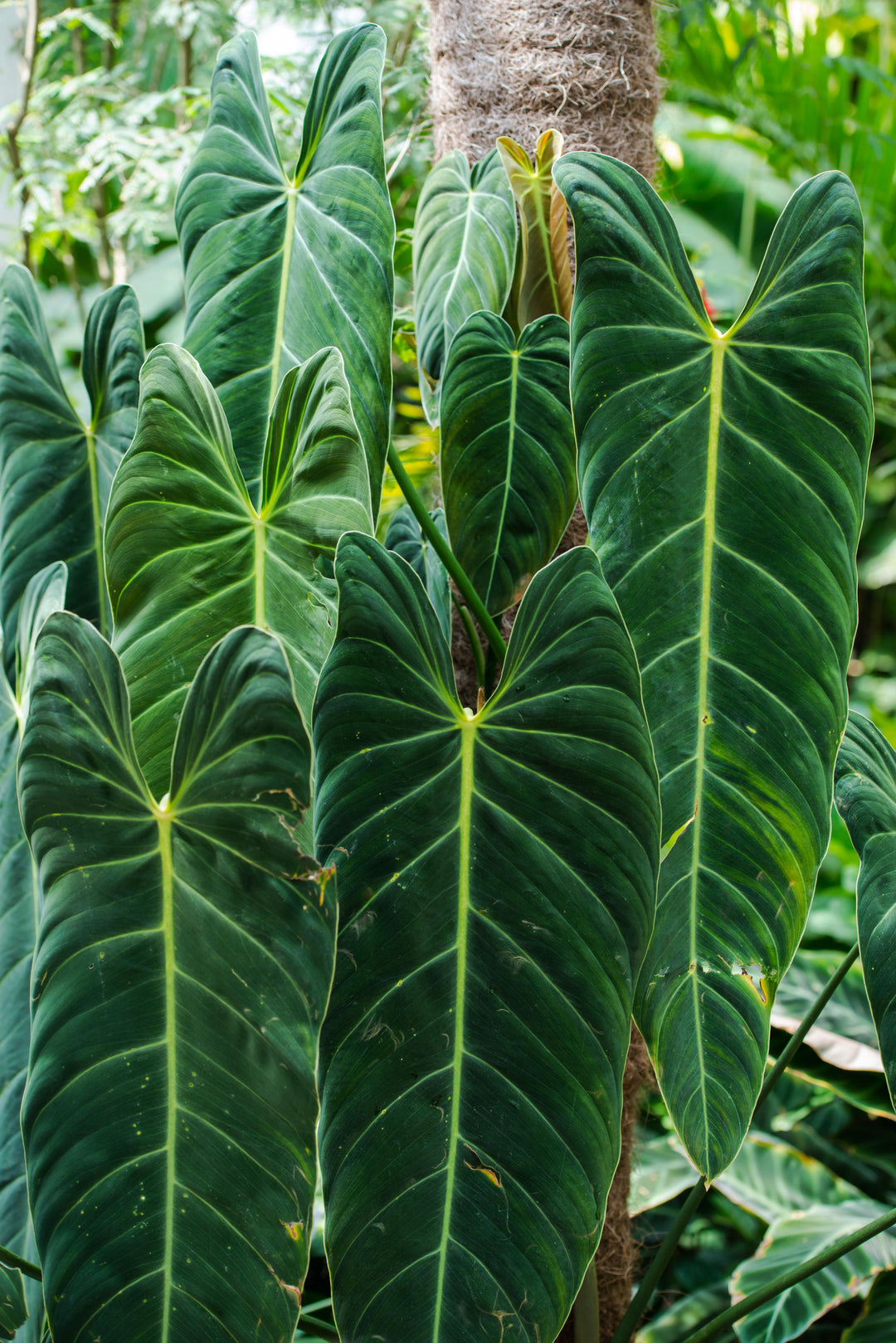 long leaf philodendron Extra Large Philodendron Melanochrysum – Happy Houseplants