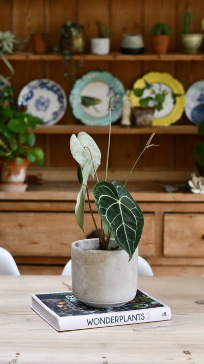 Anthurium Clarinervium (Giant Laceleaf Plant)