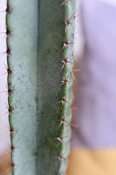 Tall Cereus Peruvianus 'Blue' (Blue Cactus)