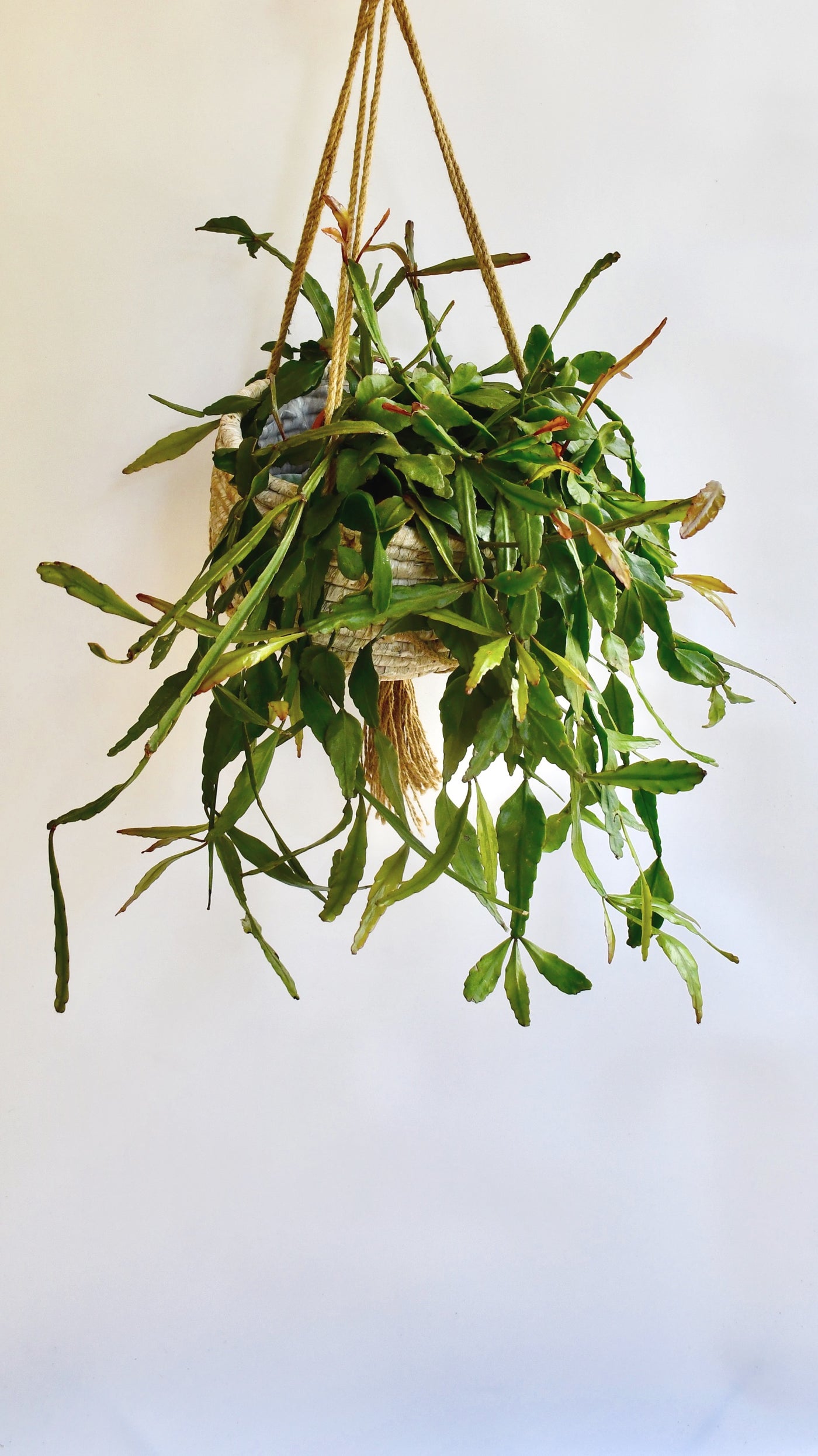 Large Rhipsalis Elliptica