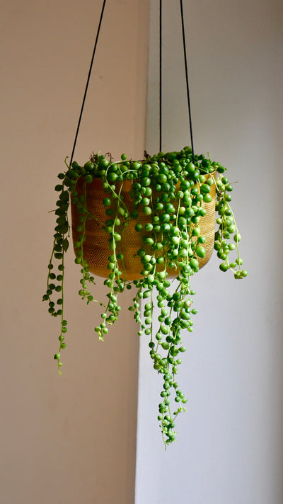 Senecio Rowleyanus - String of Pearls