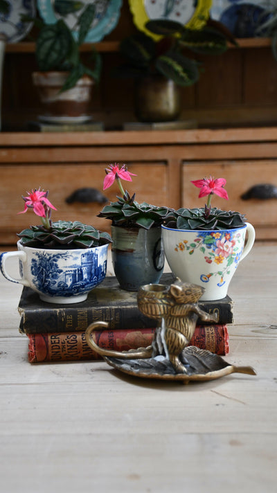 Graptopetalum bellum