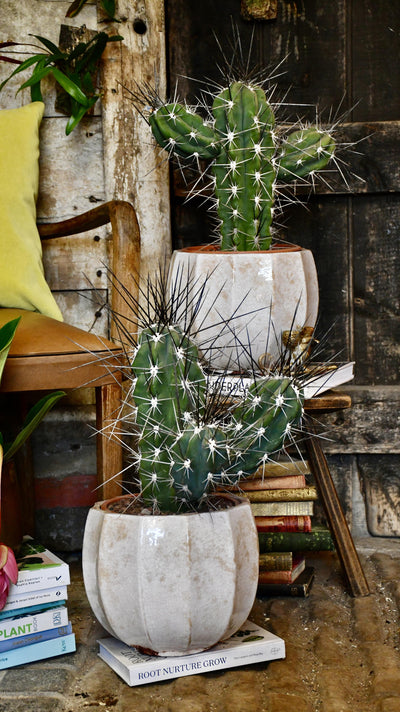 Stetsonia coryne - Toothpick Cactus *rare*