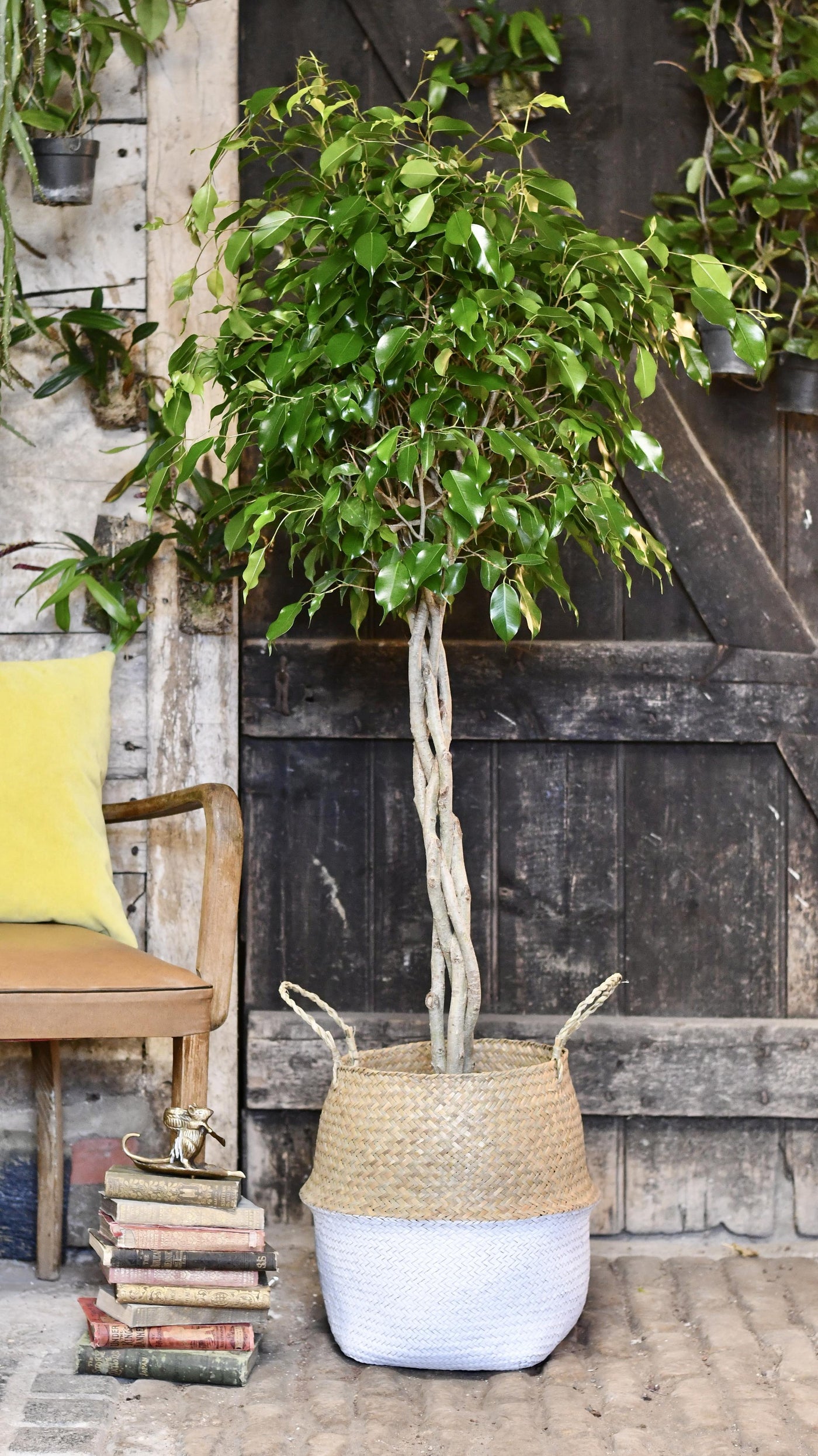 Weeping Fig Tree - Ficus Benjamina