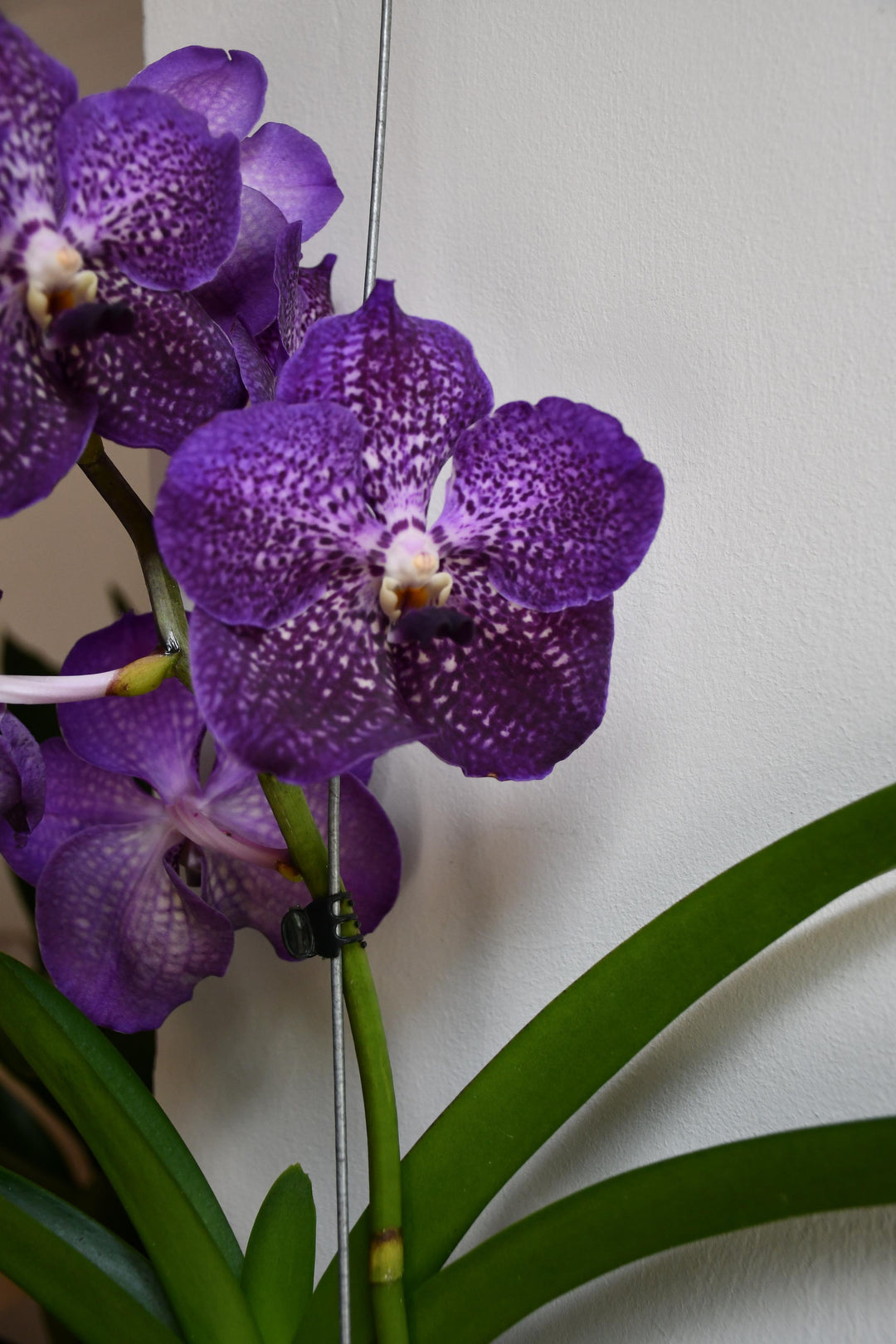 hanging man orchid plant for sale uk Vanda Orchids - Over One Metre Tall