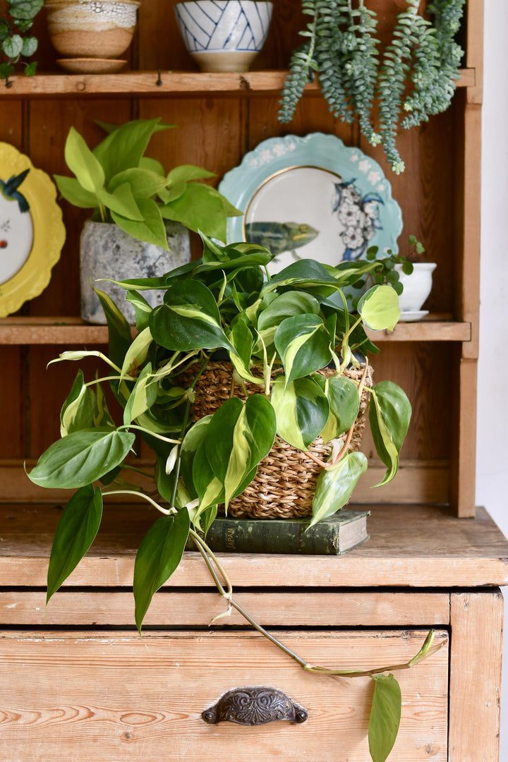 photos plant 4