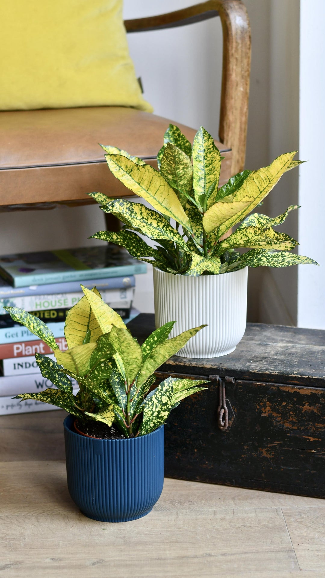 yellow green indoor plant Codiaeum Variegatum 'Sunny Star' | Online Plants