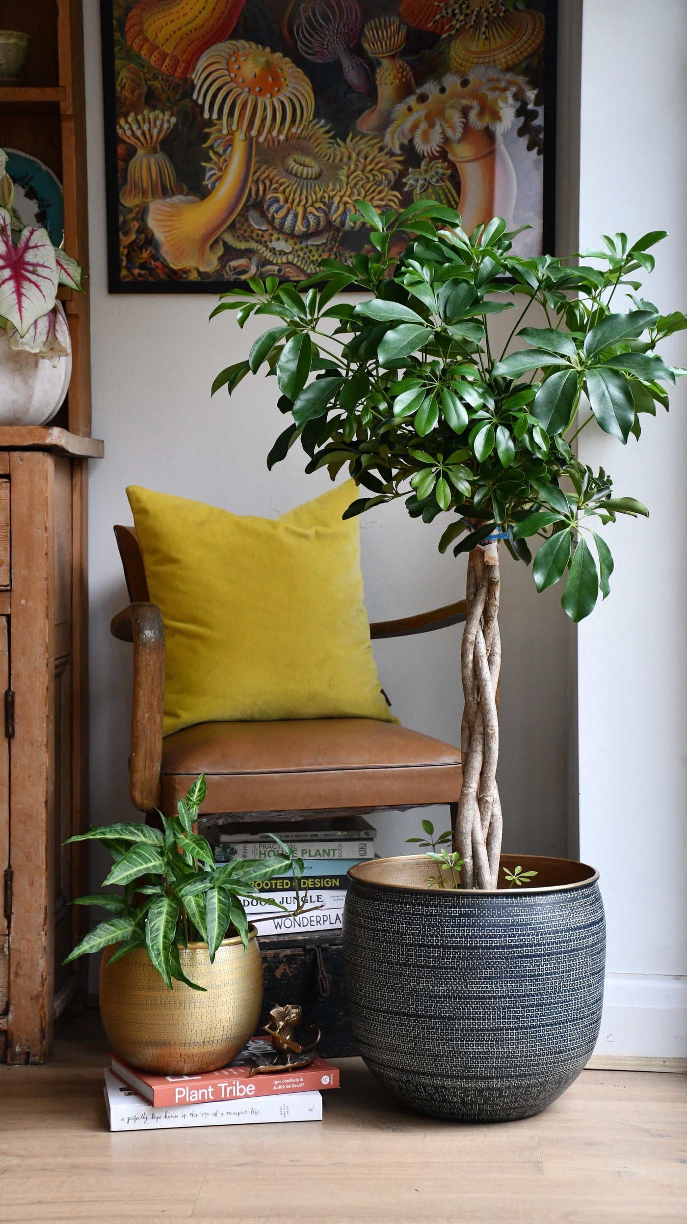 The Umbrella Tree or Schefflera plant