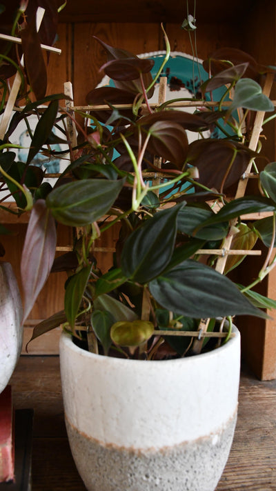Philodendron Micans