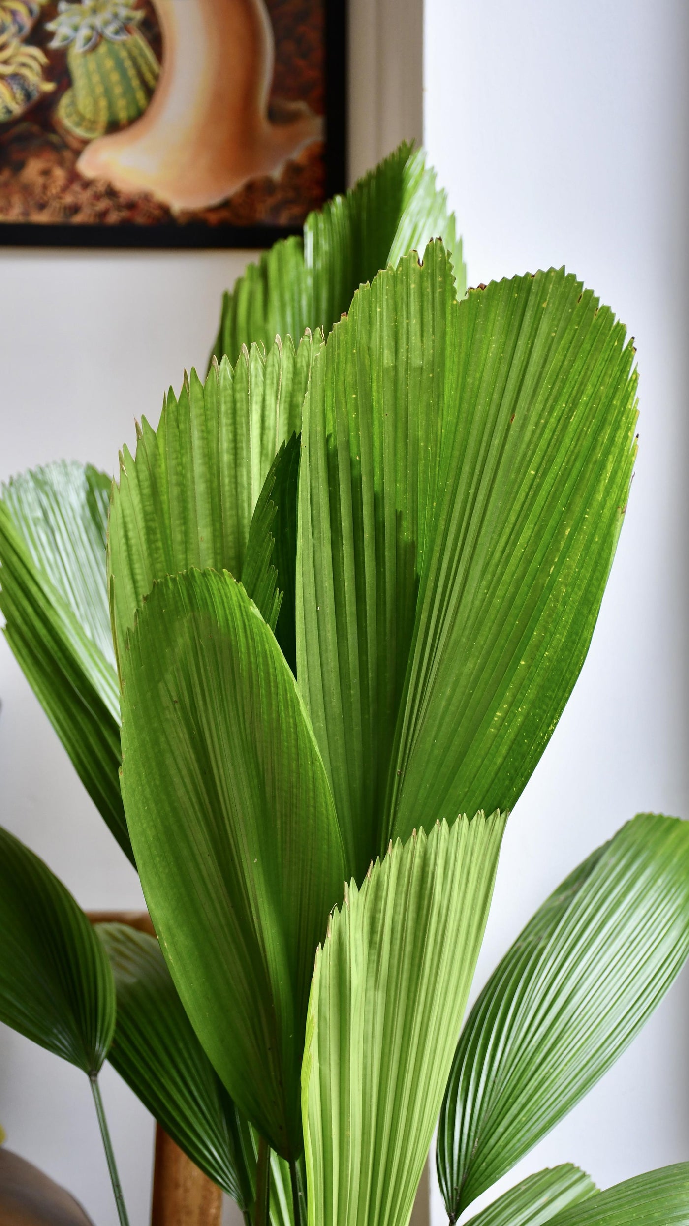 Licuala Grandis Palm