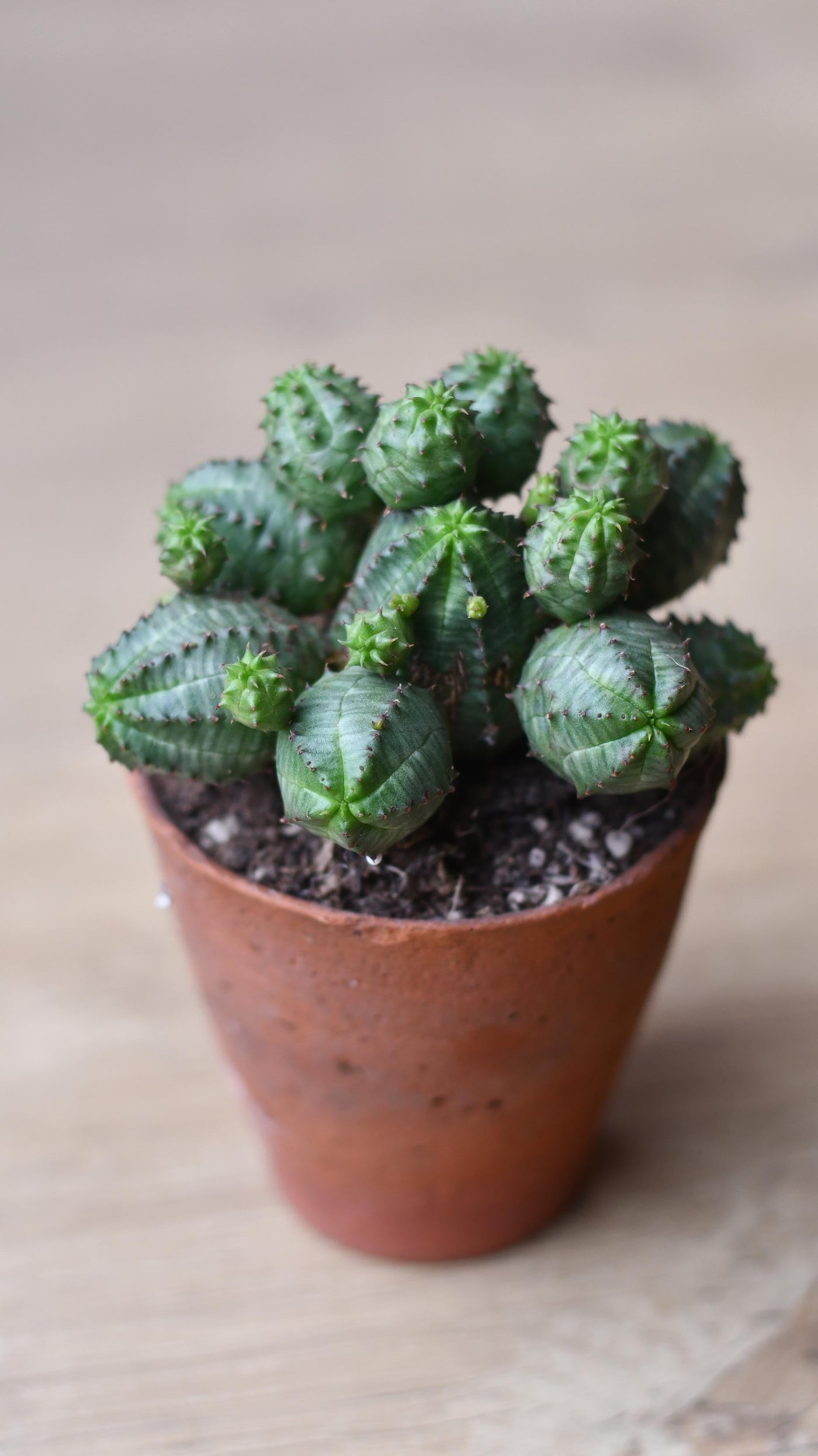 Euphorbia Globosa *rare*