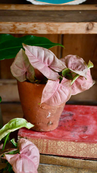 Baby Syngonium Podophyllum Red Heart