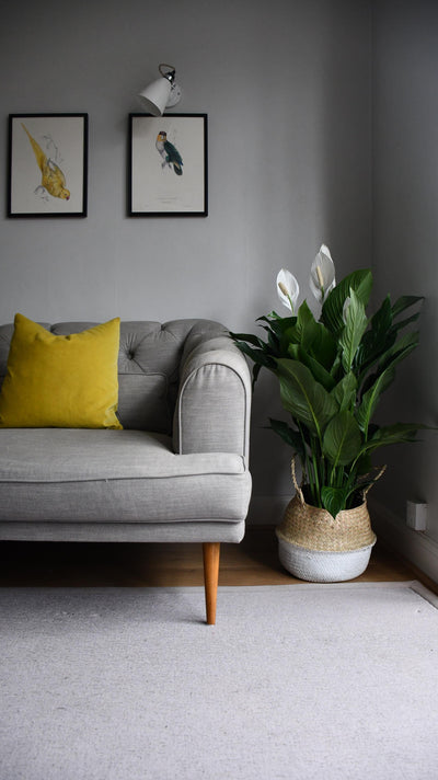 XL Spathiphyllum, Peace Lilly