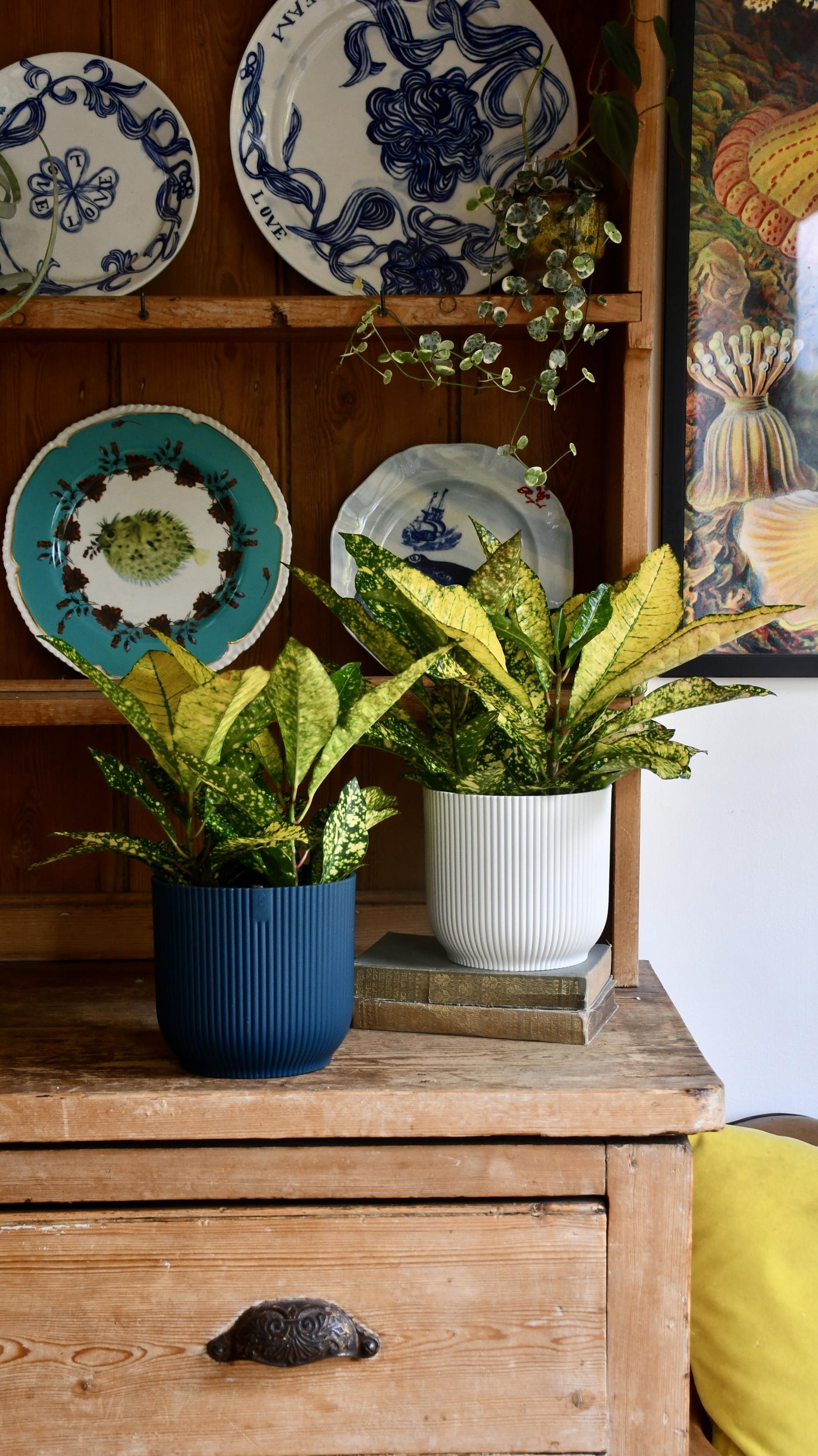 Codiaeum Variegatum ‘Sunny Star'