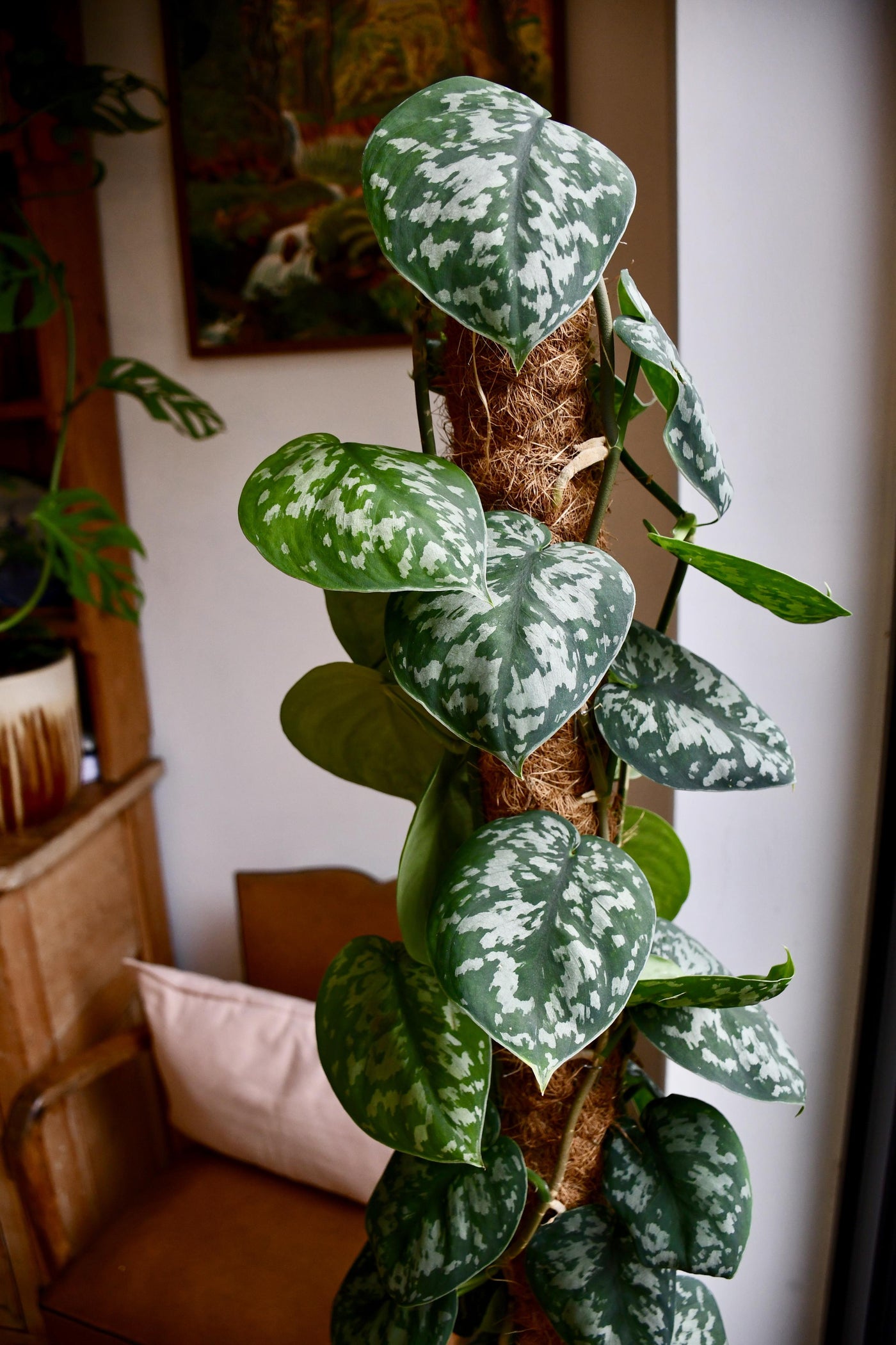 Scindapsus Pictus Trebie