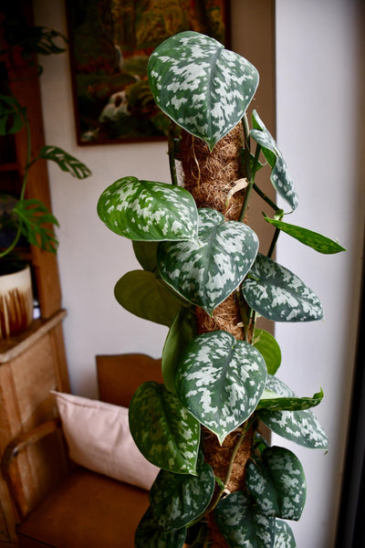Scindapsus Pictus Trebie