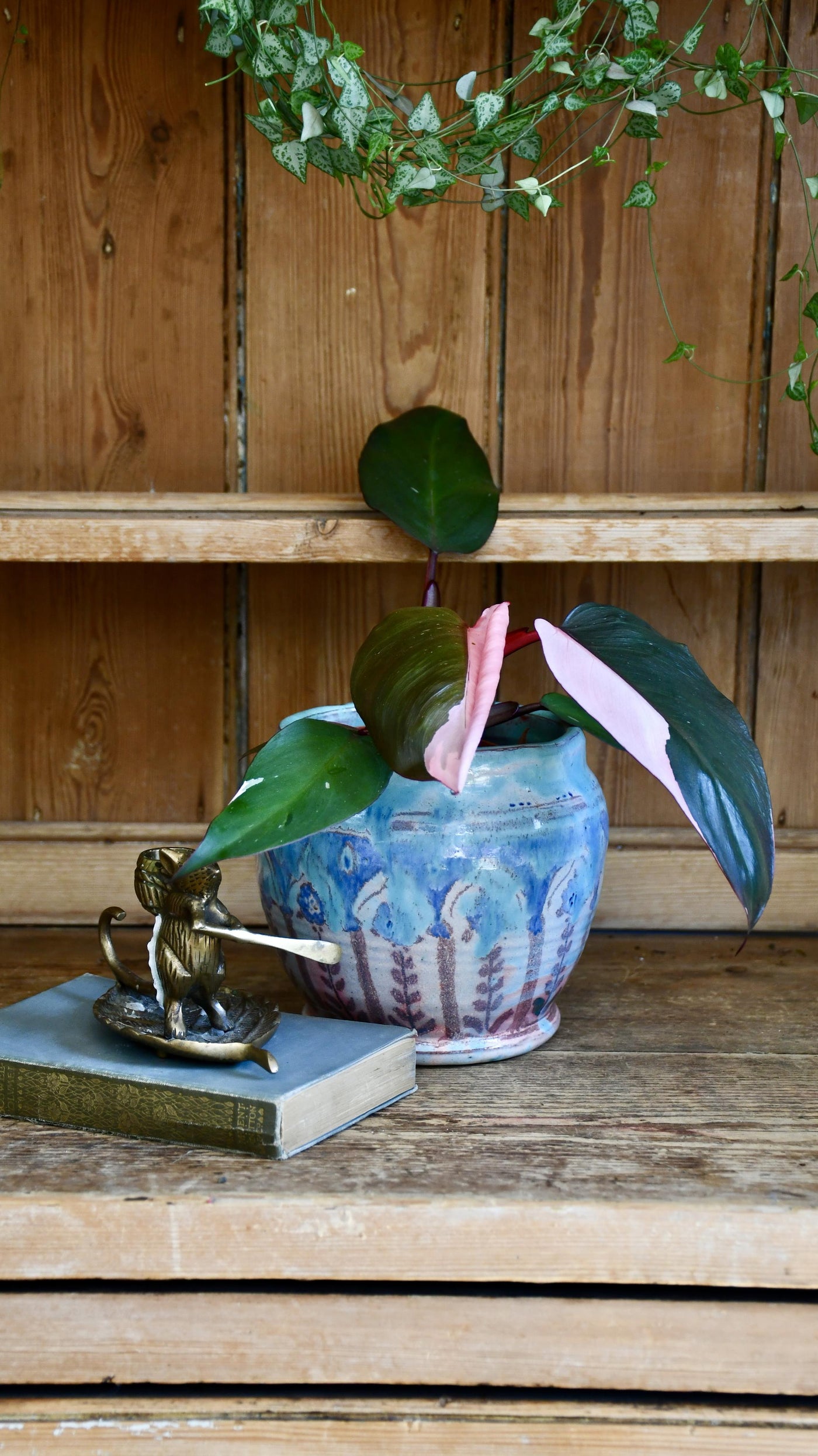 Pink Princess Philodendron 9cm pot